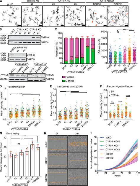 Figure From Cyri A Limits Invasive Migration Through Macropinosome