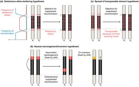 Recombination Suppression And Evolutionary Strata Around Matingtype