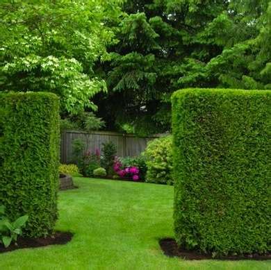 Amazing Living Fence Ideas For Your Yard Page Of Bees And