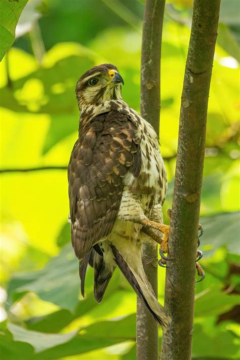 Broad Winged Hawk 1 Richard Evers Flickr