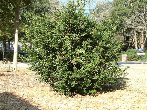 Reliable Hollies Gardening In The Panhandle