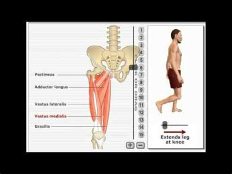 Muscles Of The Hip And Thigh Human Anatomy Kenhub YouTube Hip