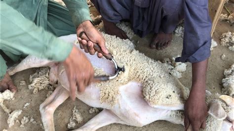 Sheep Shearing With Manual Tool So Satisfying Video YouTube