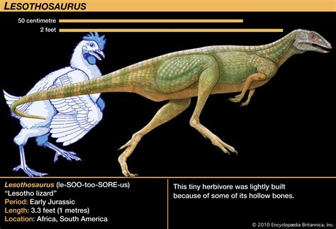 Lesothosaurus Dinopedia The Free Dinosaur Encyclopedia