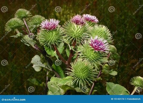 Burdock (Arctium) stock photo. Image of macro, wild, cluster - 15143174