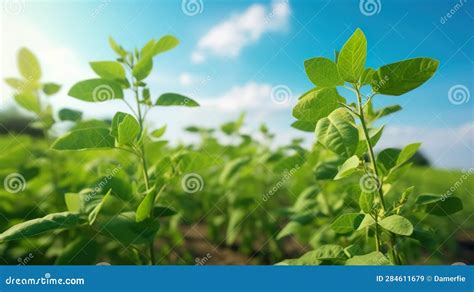 Soybean Growth Cycle With In Soil Vector Illustration Of Sprouting