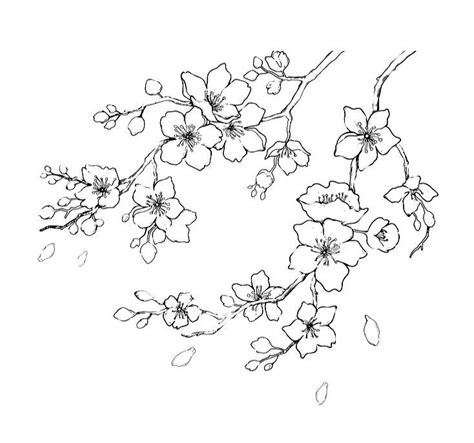 Cherry Blossom Outline Cherry Blossom Drawing Japan Tattoo Design