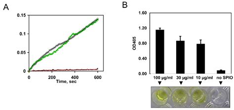 Effect Of Spion Concentration And Washing On The Activation Of