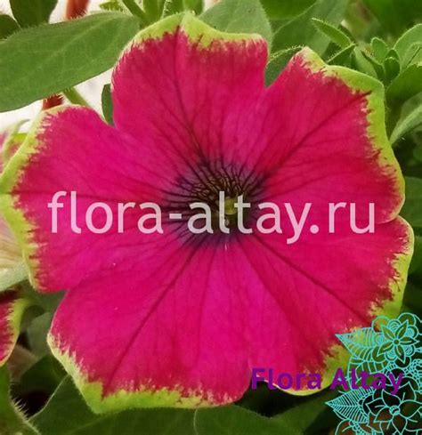 Петуния Crazytunia Kermit Purple Flora Altay