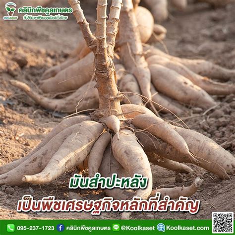 [คลินิกพืชคูลเกษตร Koolkaset Agri Clinic] มันสำปะหลัง เป็นพืชเศรษฐกิจ