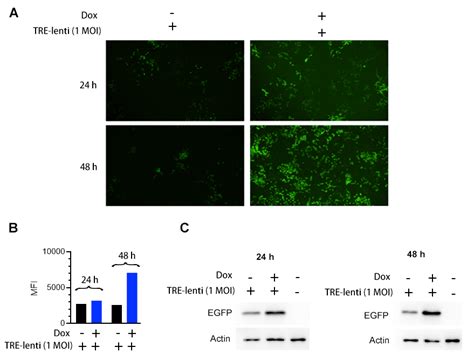 Tet Inducible Gene Expression Stable Cell Line Vectorbuilder