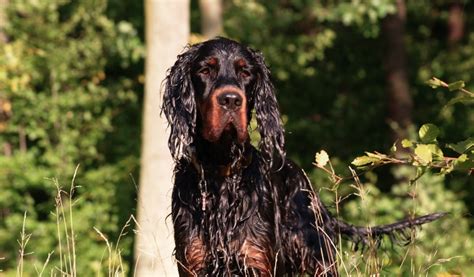 Setter Gordon Caratteristiche