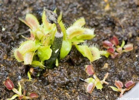 Venus Fly Trap Propagation - FlytrapCare.com Plant Tissue, Growing ...