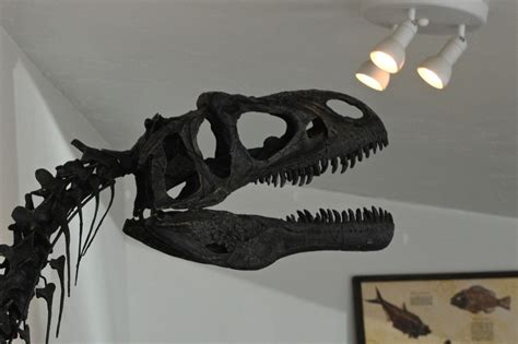 Juvenile Allosaurus Skeleton Replica — In Stone Fossils