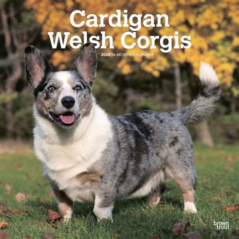 Cardigan Welsh Corgis 2024 12 X 24 Inch Monthly Square Wall Calendar