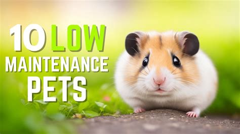 Top 10 Low Maintenance Pets Easiest Pets To Take Care Of For Busy