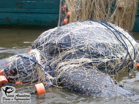 Sobrepesca Tartaruga Presa Em Rede De Arrasto