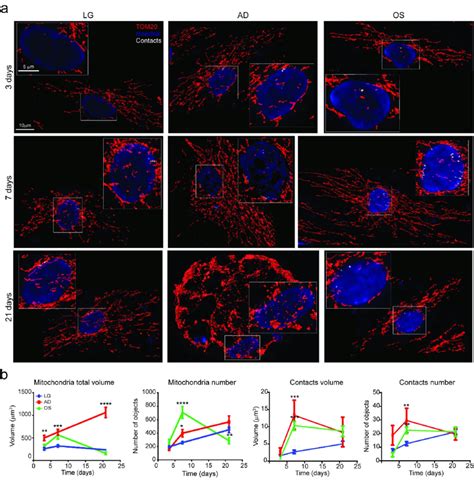 Mitochondria Nucleus Contacts Mesenchymal Stem Cells Mscs Were Download Scientific Diagram