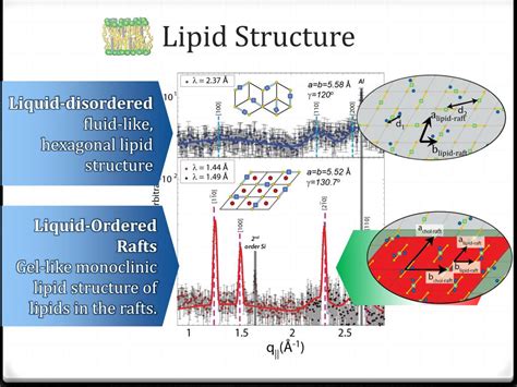 PPT Cholesterol Structure In Lipid Rafts PowerPoint Presentation