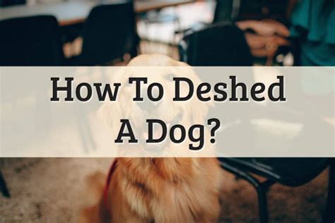 5 Ways On How To Deshed A Dog At Home 2022 Guide Upd