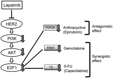 Hypothesized Molecular Mechanism Associated With The Antitumor Effects