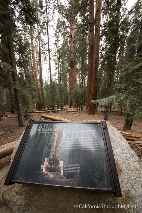 General Sherman Tree: The Largest Tree on Earth by Volume - California ...