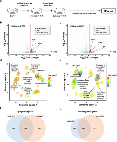 Uhrf And Dnmt Regulates Genes Related To Differentiation In Thp