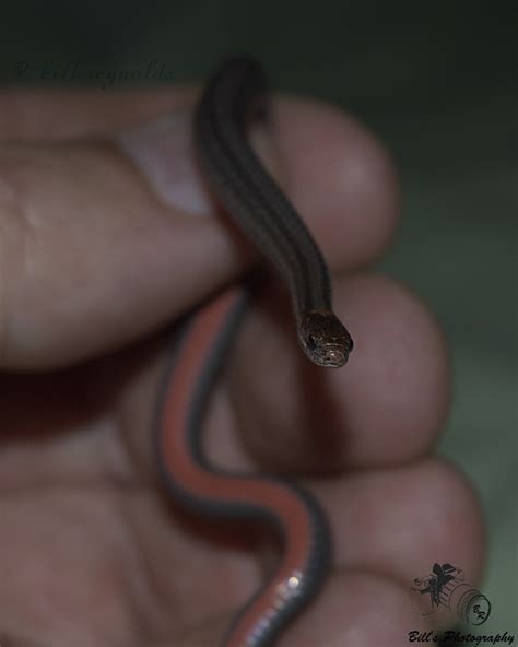 Minnesota Seasons Red Bellied Snake