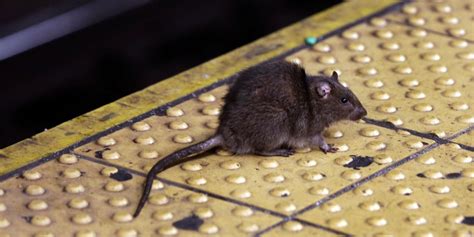 New York City Wants to Pay a ‘Rat Czar’ $170,000 to Solve Its Rodent Problem - WSJ