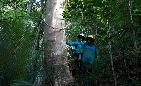 Popoli Indigeni Guardiani Delle Foreste E Del Futuro