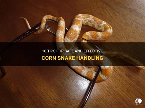 Tips For Safe And Effective Corn Snake Handling Petshun