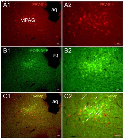 Figure 2 From Motor Cortex Periaqueductal Gray Spinal Cord Neuronal