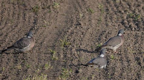 Common Wood Pigeon Markeisingbirding