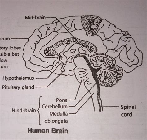 Draw The Diagram Of Human Brain Explain Its Functions Images And Photos Finder