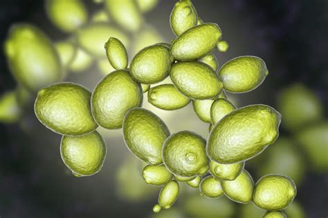 Saccharomyces Cerevisiae Life Cycle