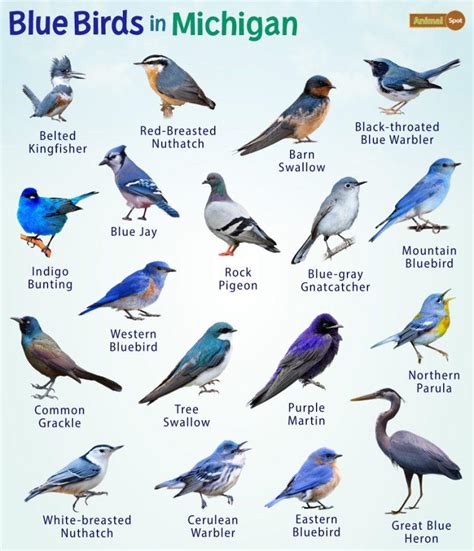 Blue Birds In Michigan Facts List Pictures