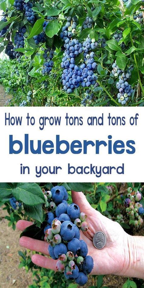 As Most Blueberry Bushes Can Grow Very Large The Best Option For A