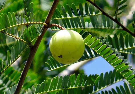 Free Images Tree Nature Branch Fruit Berry Sunlight Leaf