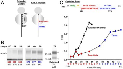 Probing Secondary Structure Formation In The Ribosomal Exit Tunnel A