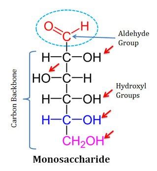 Monosaccharides Short Lecture Notes | easybiologyclass