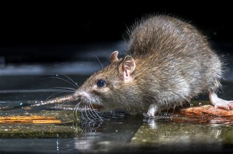 Irish Homeowners Struggle To Keep Rats And Mice Out As Pest Company