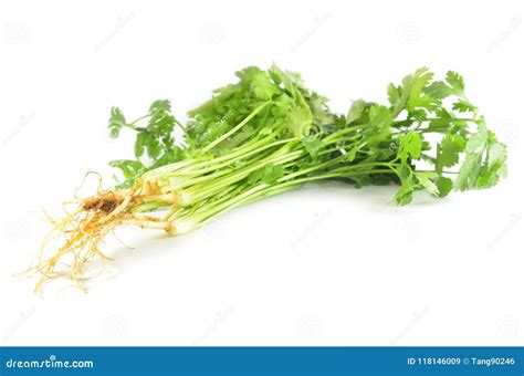 Coriandrum Sativum Leaves Stock Image Image Of Natural 118146009