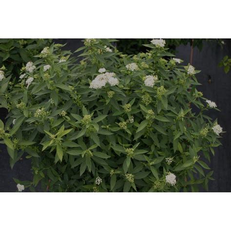 Spirea Japonica Albiflora Spierstrauch Kaufen Bei Pflanzen Shop Ch