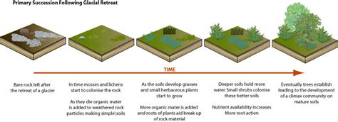 Stages Of Succession