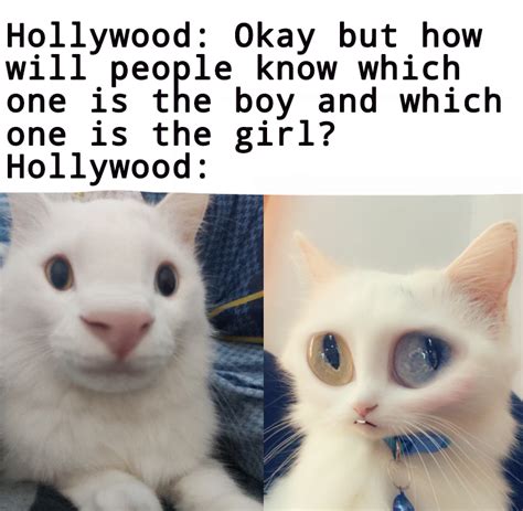 Old meme but with my cat : memes