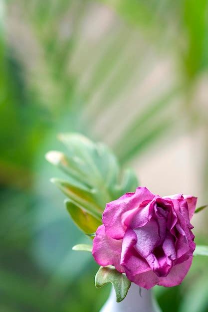 Premium Photo Pink Rose In Vase