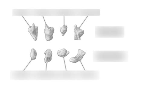 Carpal bones Diagram | Quizlet