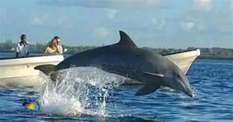 Zanzibar Visite Des Dauphins De Kizimkazi Avec Plong E En Apn E Et