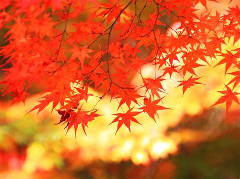 秋の花 もみじ・紅葉 花の無料壁紙写真・花の無料写真素材・四季の花の写真集