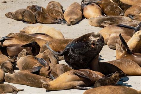 How to visit San Miguel Island, Channel Islands National Park - Los Angeles Times